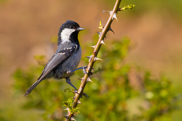 Fototapeta premium Coal Tit