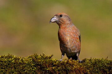 Red Crossbill