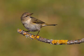 Common Chiffchaff