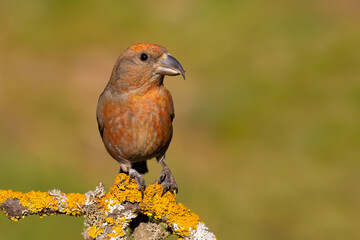Red Crossbill