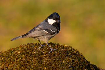 Coal Tit