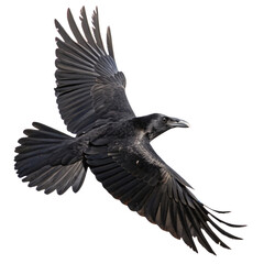 Fototapeta premium A dynamic close-up of a black crow mid-flight, wings fully extended, showcasing intricate feather details and piercing focus, set against a transparent background