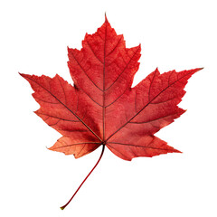 Obraz premium A maple leaf with a deep red hue and crisp, symmetrical edges, exuding autumnal charm, set against a transparent background