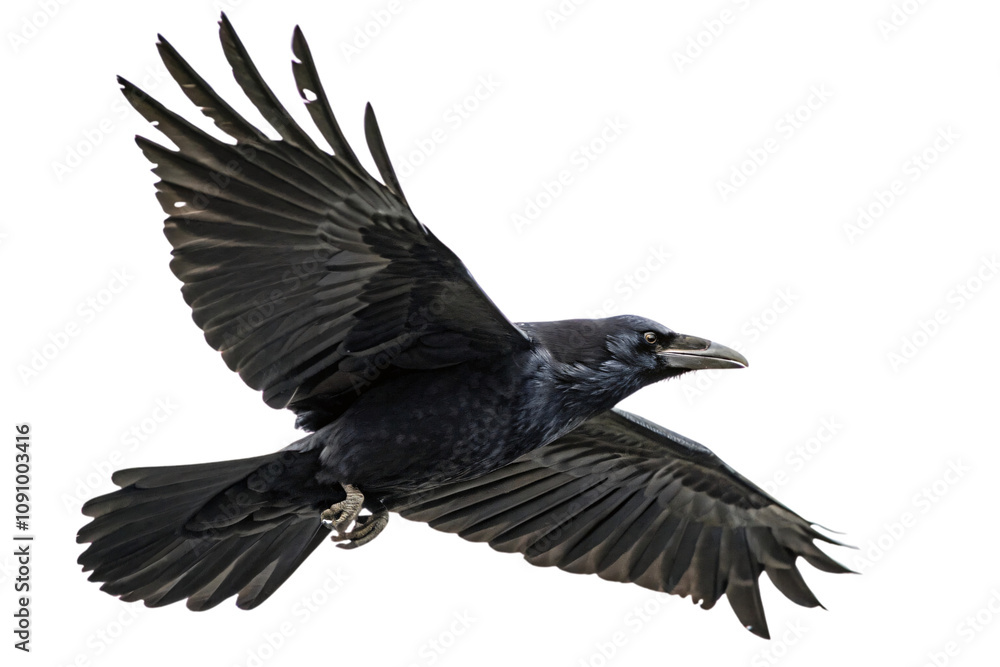 Poster a raven in flight, with its wings fully extended, displaying intricate feather patterns and a focuse