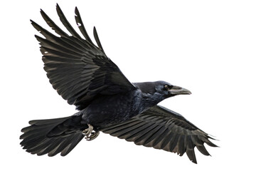 Obraz premium A raven in flight, with its wings fully extended, displaying intricate feather patterns and a focused, intense gaze, set against a transparent background