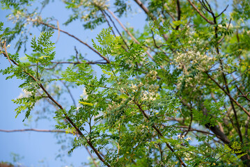 Obraz premium Flower of Moringa tree. medicinal plant