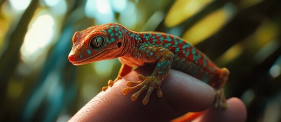 Gecko on a Finger in a Tropical Forest