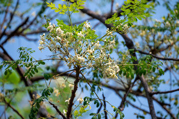 Flower of Moringa tree. medicinal plant