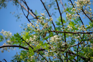 Flower of Moringa tree. medicinal plant
