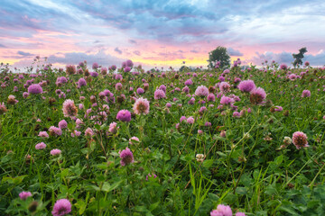 Fototapeta premium Summer meadow with clover. Pink and white flowers in the green grass. Medicinal plant