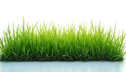 Obraz premium green grass isolated on white