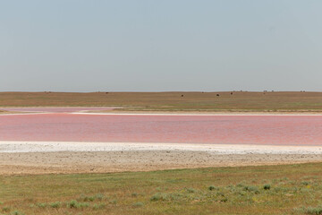 Fototapeta premium Mekletinskoe pink lake. Kalmykia Republic, Russia.