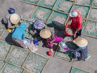 Drying anchovies after processing by fishermen in Binh Thuan, Vietnam. This is completely manual...