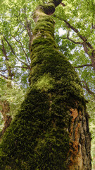 Fototapeta premium The tree trunk is covered in moss, an old tree, green trees.