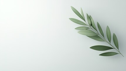 Fototapeta premium Olive branch on soft grey backdrop, symbol of peace