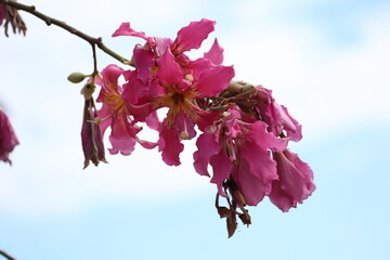 blooms of silk floss tree (Ceiba speciosa)