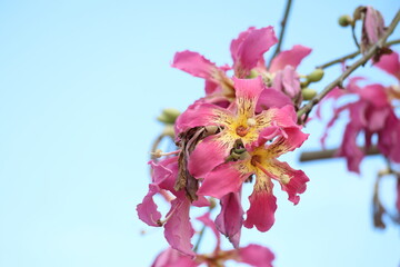 blooms of silk floss tree (Ceiba speciosa)