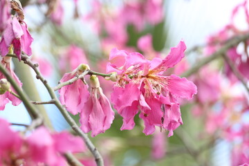 blooms of silk floss tree (Ceiba speciosa)