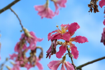 blooms of silk floss tree (Ceiba speciosa)