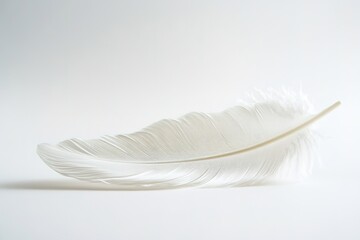 Obraz premium White feather on light background, soft texture, delicate curve
