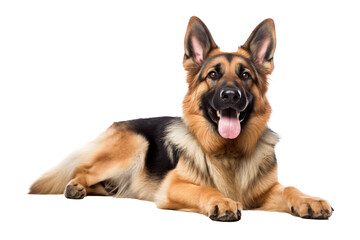 Fototapeta premium german shepherd dog looking isolated on white