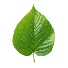 Obraz premium green leaf isolated on white