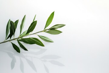 Fototapeta premium Green branch with leaves on white background, minimalist design