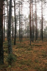 Obraz premium Tranquil bog forest in Estonia with Tall Pine Trees and Moss-Covered Ground Under a Soft, Misty Light.