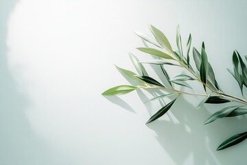 Fototapeta premium Olive branch casting shadow on pastel background