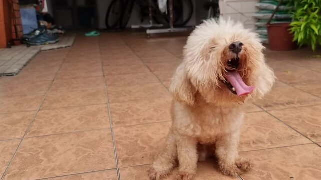 Close-up of poodle pet dog scooting butt on floor rough surface to relieve itch discomfort due to anal gland health problem.