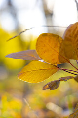 Obraz premium Bright yellow leaves in the autumn forest