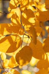 Bright yellow leaves in the autumn forest