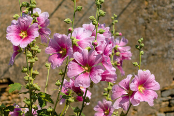 Fototapeta premium Pink hollyhock in a garden outdoors, alcea rosea, althaea rosea