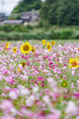 Obraz premium コスモスとひまわりの競演