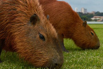 Capybaras Grazing with Cityscape Background