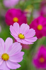 Obraz premium 満開のコスモス畑