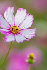 Obraz premium 満開のコスモス畑