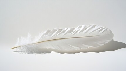 White feather on light background with soft shadow
