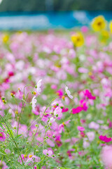 Fototapeta premium コスモスとひまわりの競演