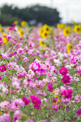 Obraz premium コスモスとひまわりの競演