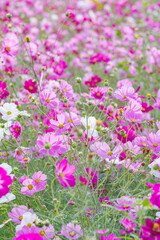満開のコスモス畑