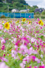 コスモスとひまわりの競演