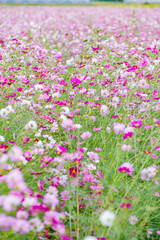 Obraz premium 満開のコスモス畑