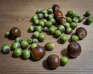 木の机の上に並べられたドングリ