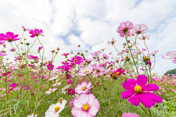 Obraz premium コスモスの花のある風景