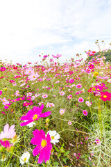 Obraz premium コスモスの花のある風景