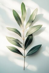 Obraz premium Olive branch on white with shadows, minimalism