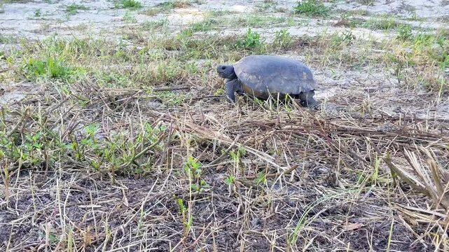 Gopher tortoise walking in grassy field at the daytime