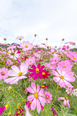 Obraz premium コスモスの花のある風景