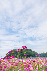 Fototapeta premium コスモスの花のある風景